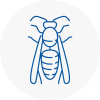 Guisborough Wasp Nest Removal